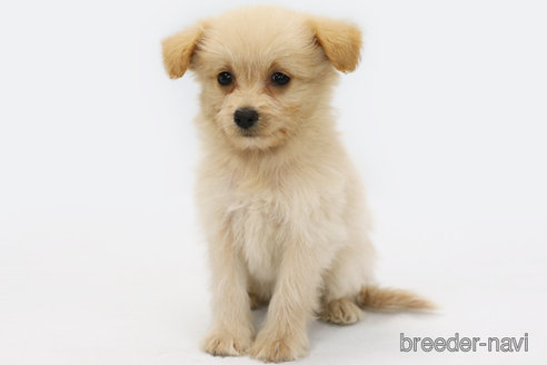 成約済の神奈川県のミックス犬-313037の1枚目